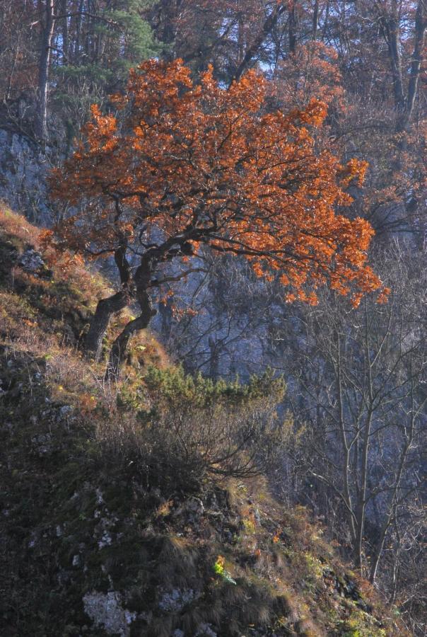 Pokoje Goscinne U Grazyny Ojcow Exterior foto